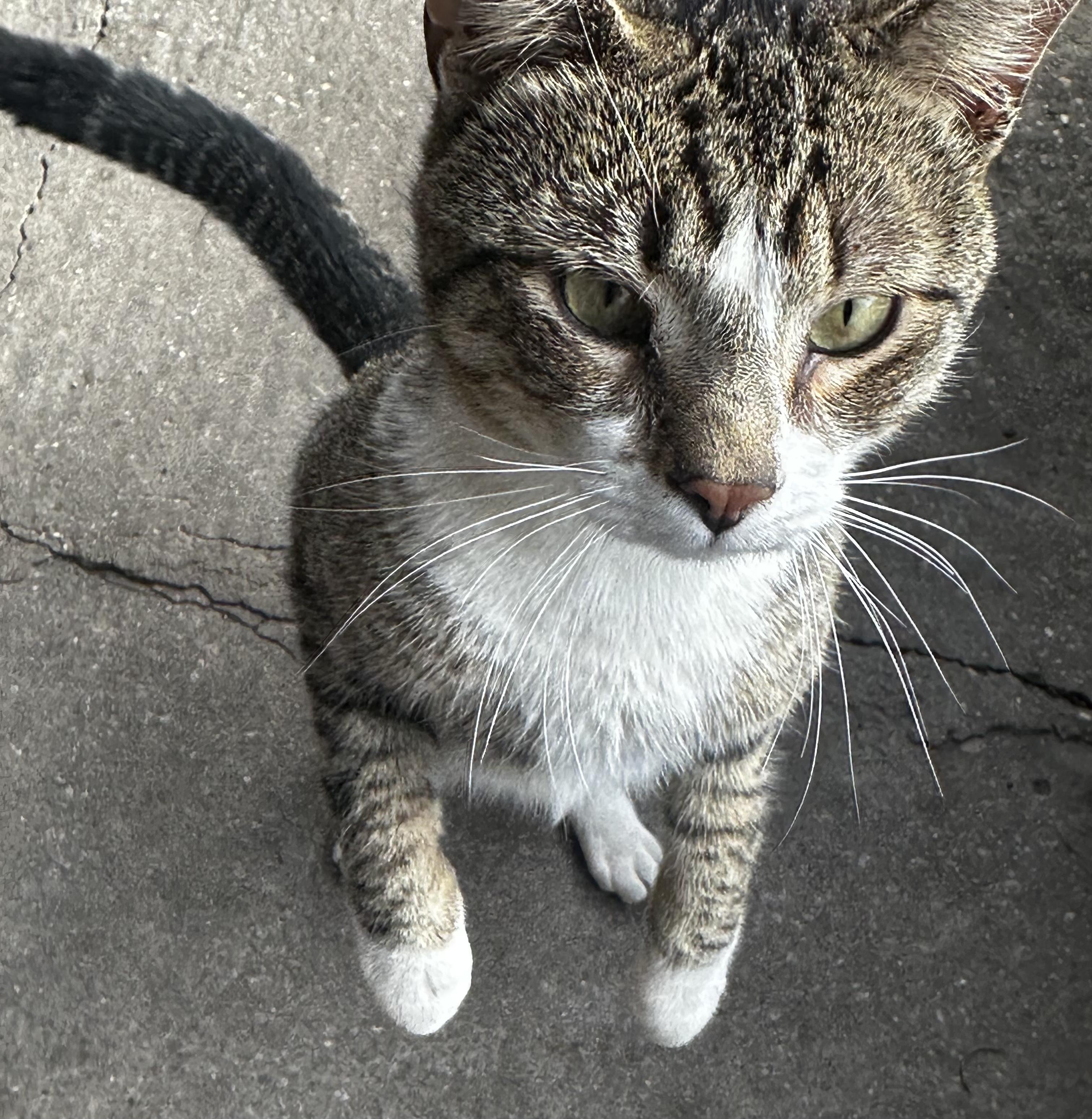 Logan, a Adoptable Domestic Short Hair in staten island, NY image 4/4