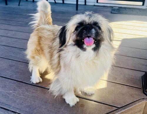 Summer, Adopted, Adult Female Pekingese.