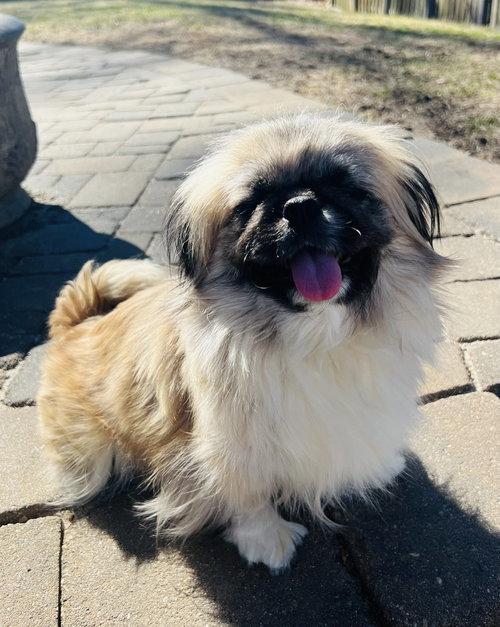 Summer, a Adopted Pekingese in Council Bluffs, IA image 2/3