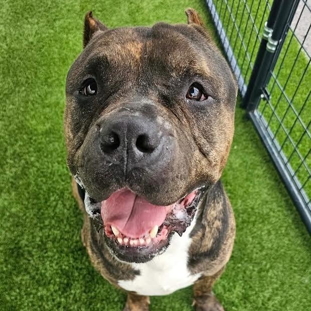 Optimus, Adopted, Young Male American Bulldog.