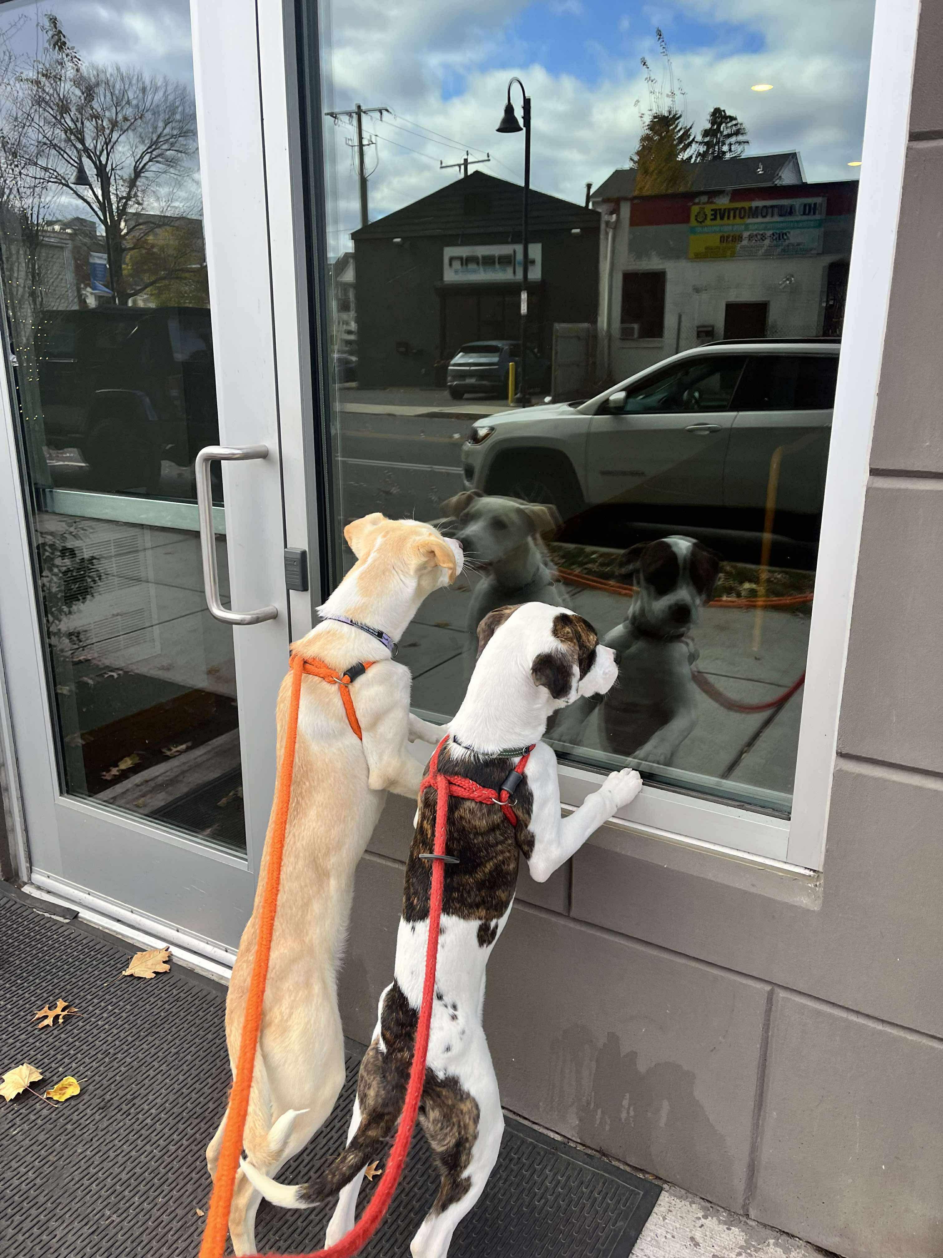 AMY, ADOPTABLE, Young Female Yellow Labrador Retriever.