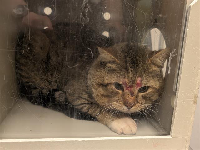 BARN CAT DILLYDALLY, Adoptable, Adult Male Domestic Short Hair.