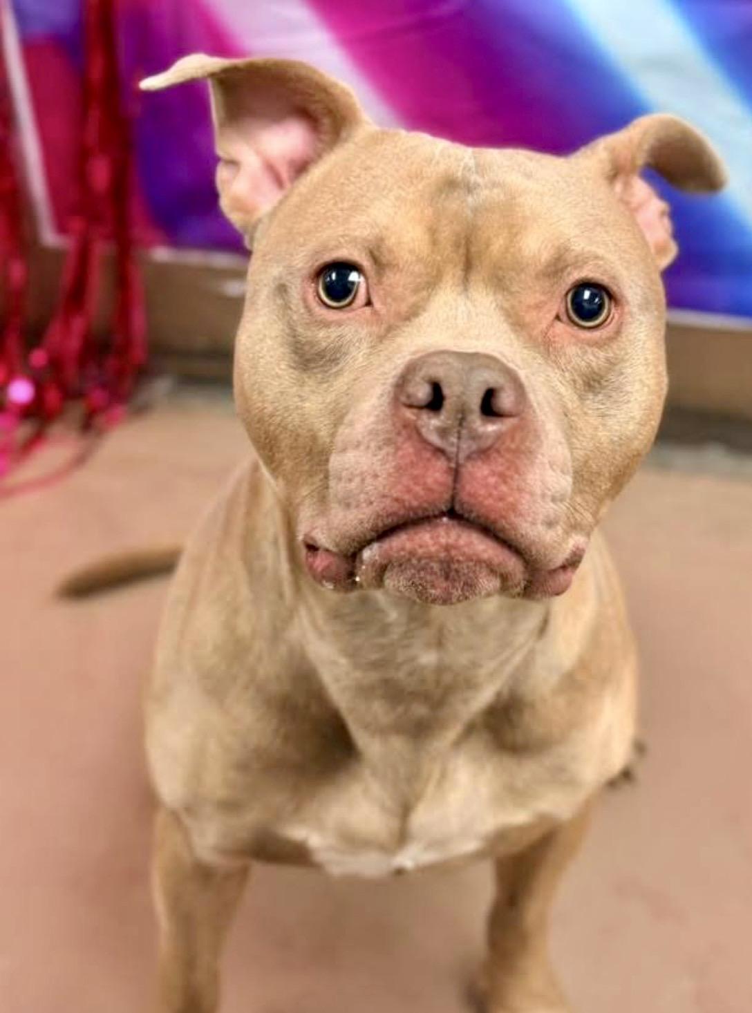 Enlarge Monteverdi, a ADOPTABLE Pit Bull Terrier in Chicago, IL image 4/5