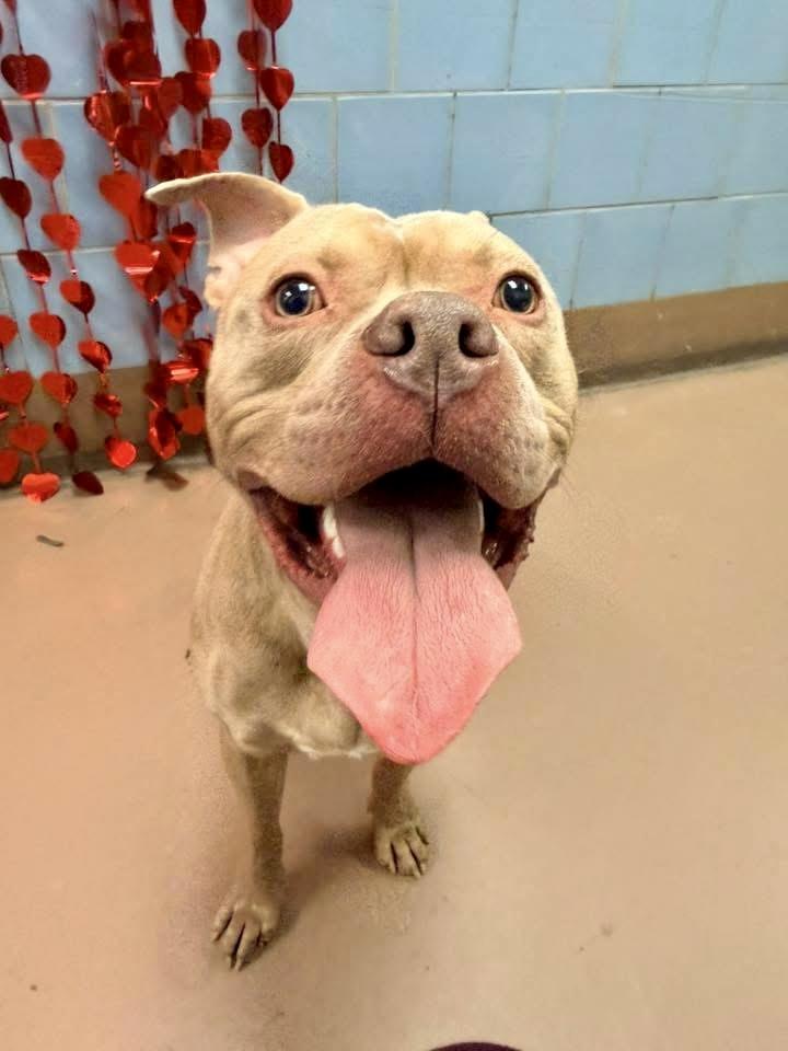 Enlarge Monteverdi, a ADOPTABLE Pit Bull Terrier in Chicago, IL image 1/5