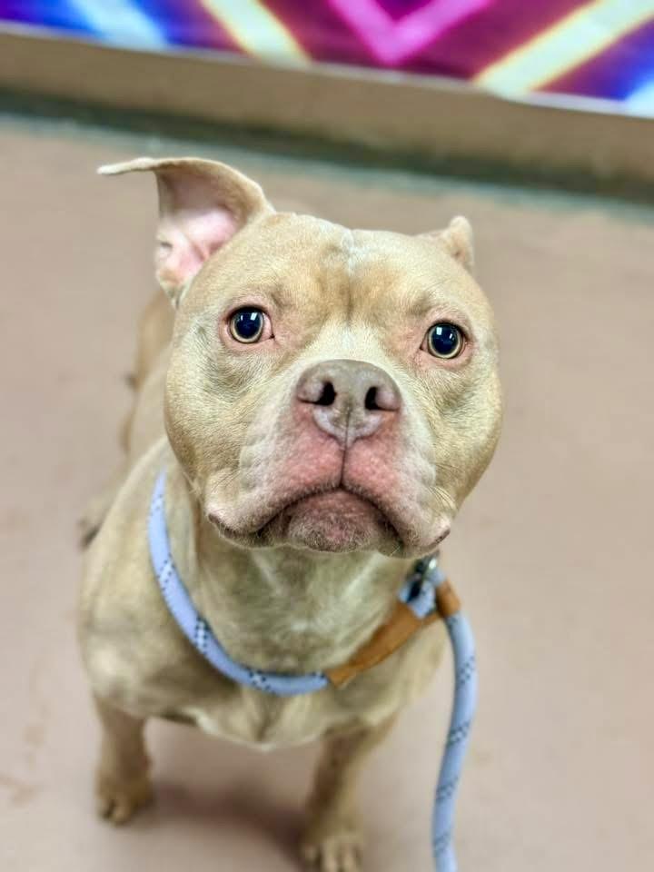 Enlarge Monteverdi, a ADOPTABLE Pit Bull Terrier in Chicago, IL image 2/5