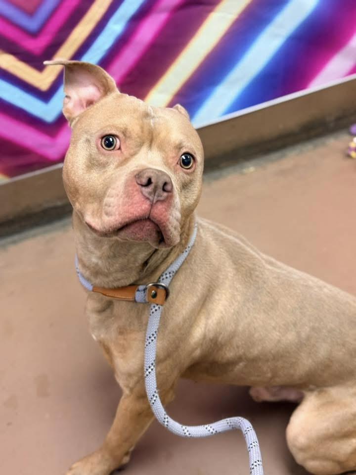 Enlarge Monteverdi, a ADOPTABLE Pit Bull Terrier in Chicago, IL image 3/5