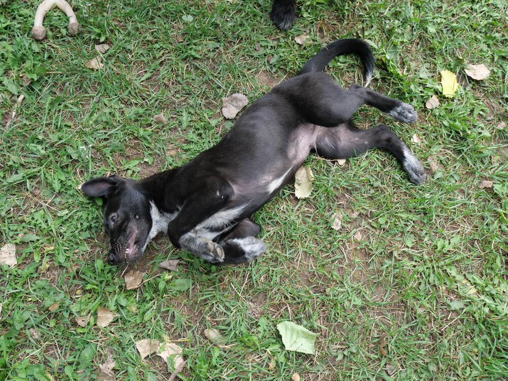 Enlarge Bindi, a Adoptable mixed breed in Boulder, CO image 3/6