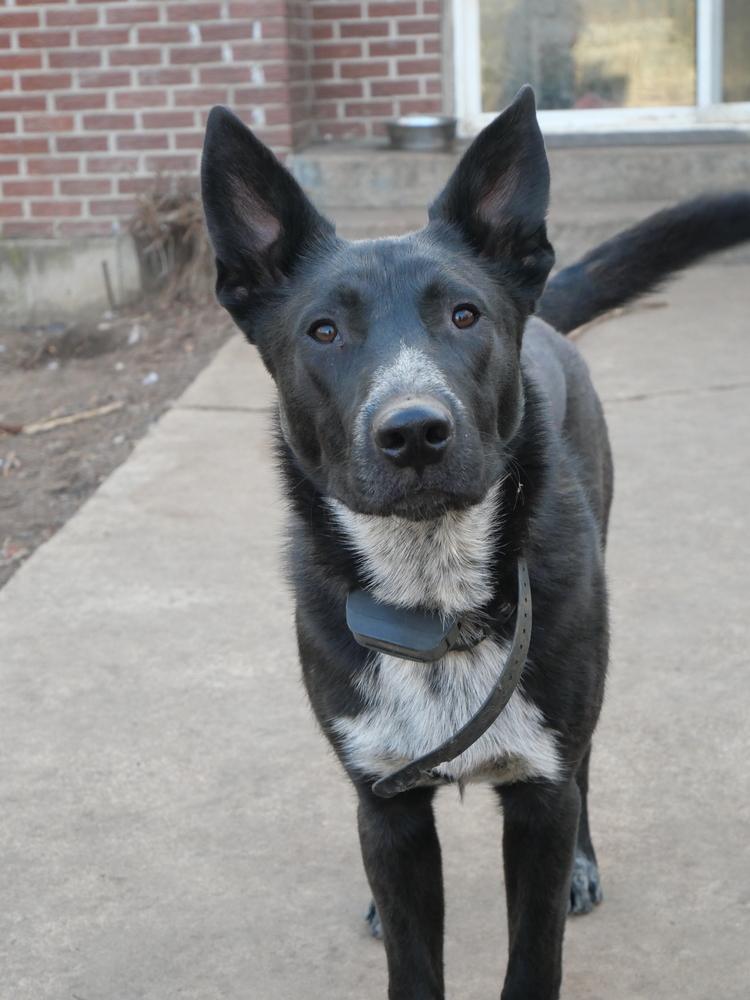 Bindi, Adoptable, Puppy Male German Shepherd Dog & Australian Cattle Dog / Blue Heeler.