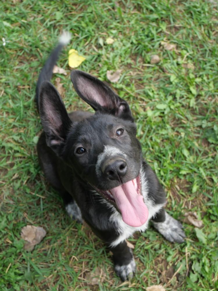 Bindi, Adoptable, Puppy Male German Shepherd Dog & Australian Cattle Dog / Blue Heeler.