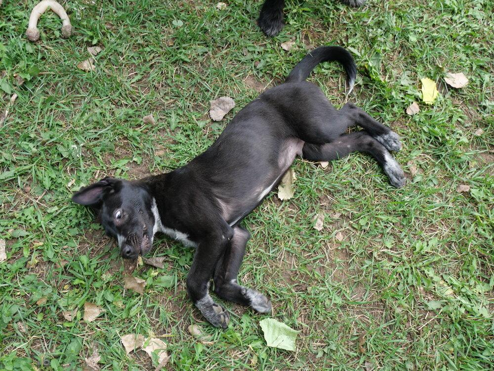 Enlarge Bindi, a Adoptable mixed breed in Boulder, CO image 6/6