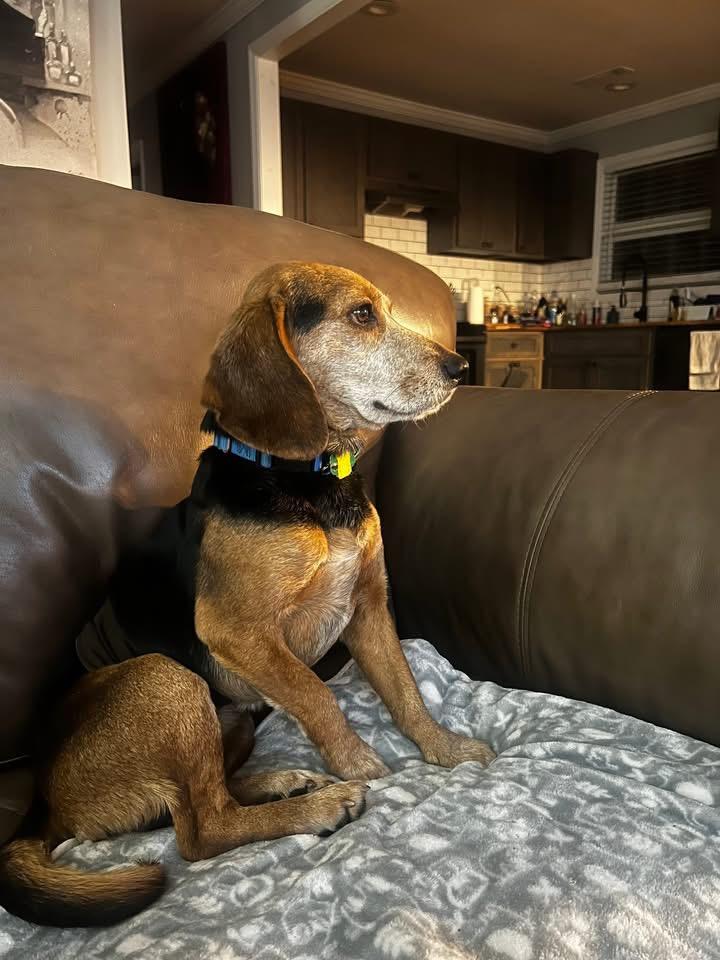 Enlarge Snoop Dog, a ADOPTABLE Beagle in Knoxville, TN image 4/5