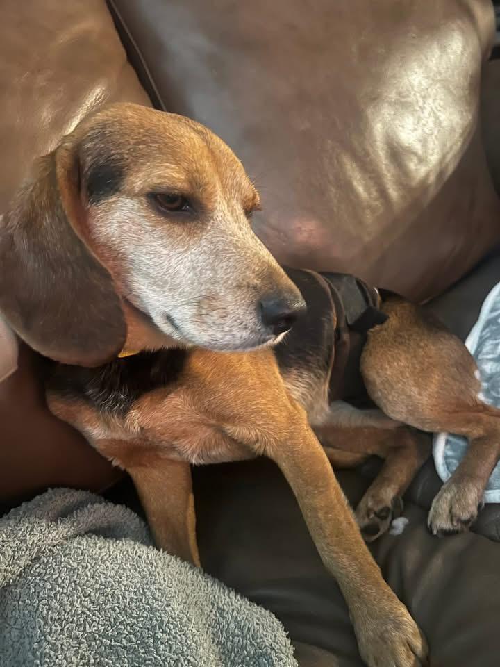 Snoop Dog, ADOPTABLE, Adult Male Beagle.