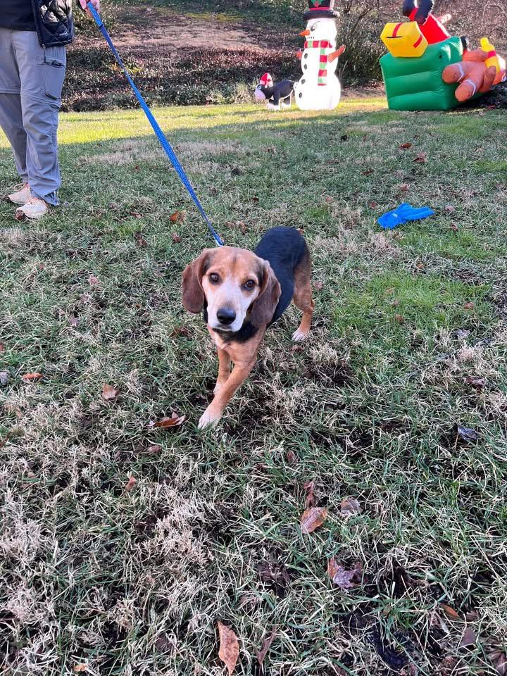 Enlarge Snoop Dog, a ADOPTABLE Beagle in Knoxville, TN image 3/5
