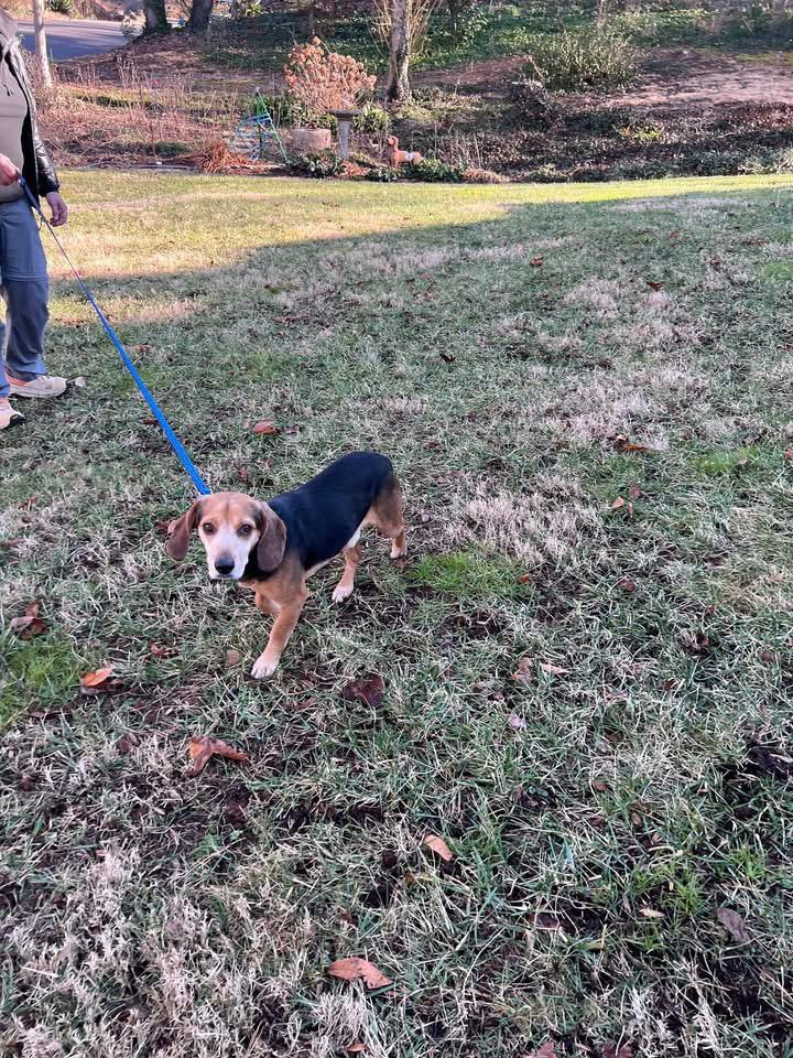Enlarge Snoop Dog, a ADOPTABLE Beagle in Knoxville, TN image 5/5
