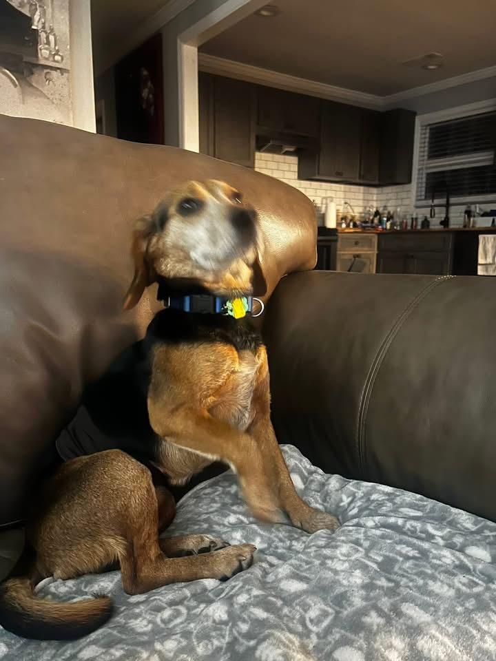 Enlarge Snoop Dog, a ADOPTABLE Beagle in Knoxville, TN image 2/5