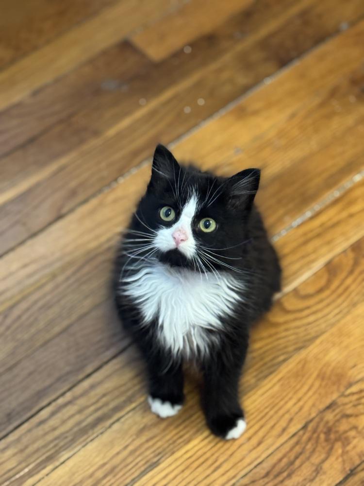 Enlarge Alfie, a Adoptable Domestic Medium Hair in Emerald Isle, NC image 1/1