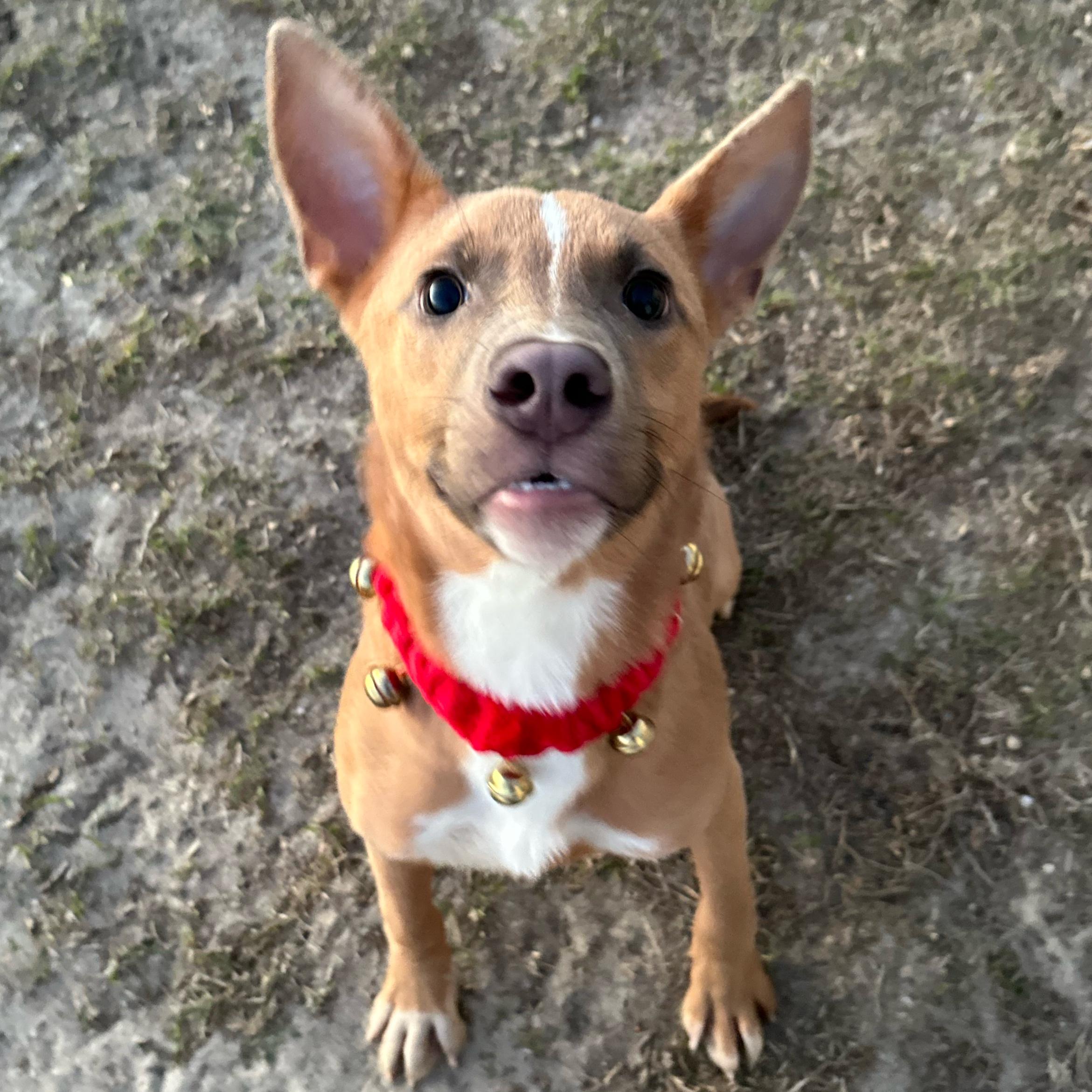 Enlarge Corn Dog, an adopted mixed breed in Valdosta, GA image 3/3