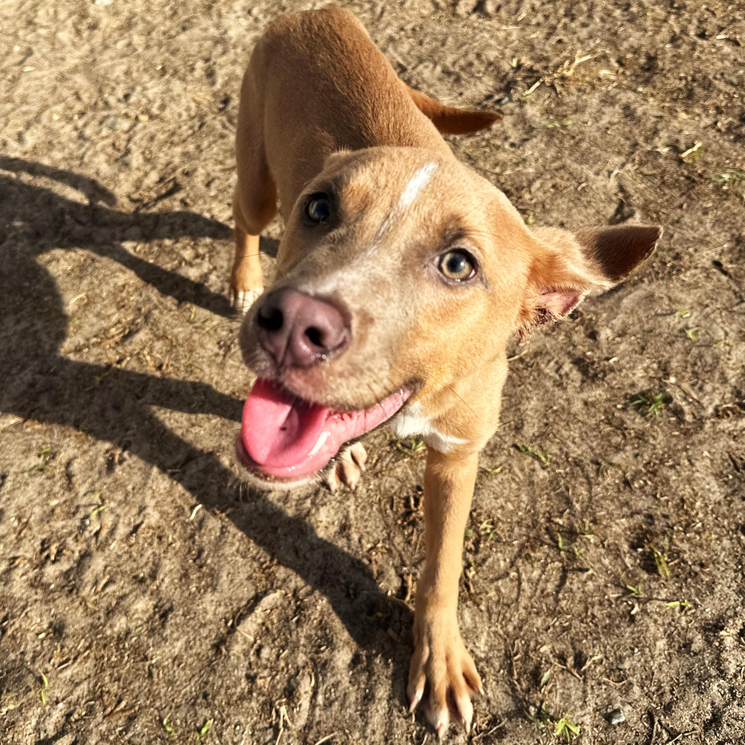 Corn Dog, Adoptable, Puppy Male Shepherd & Jack Russell Terrier.