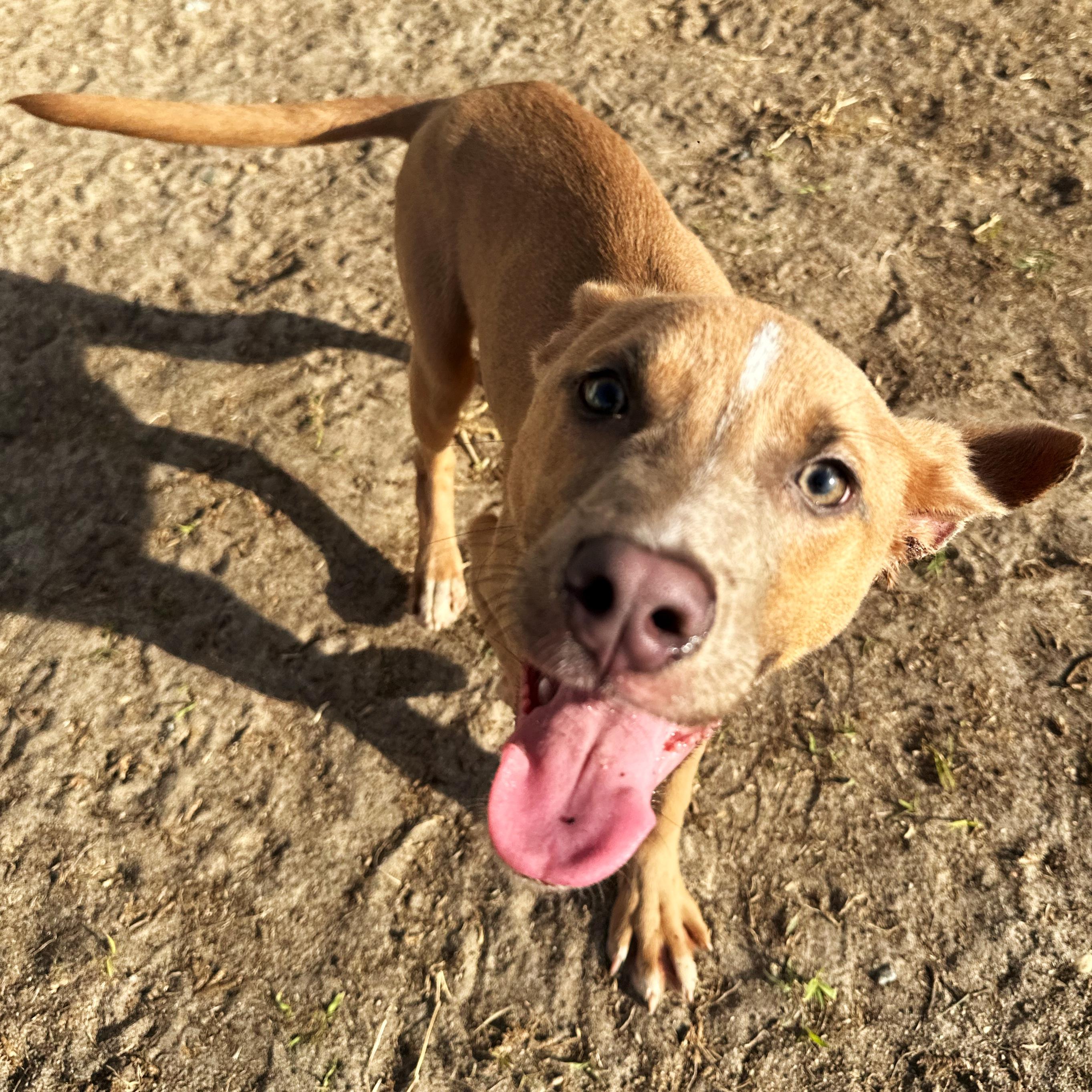 Corn Dog, a Adoptable mixed breed in Valdosta, GA image 2/2