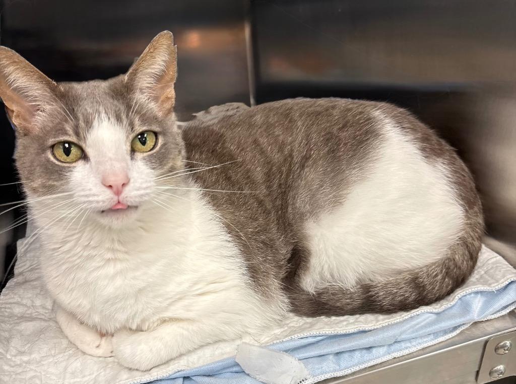 Catalina, Adoptable, Senior Female Domestic Short Hair.