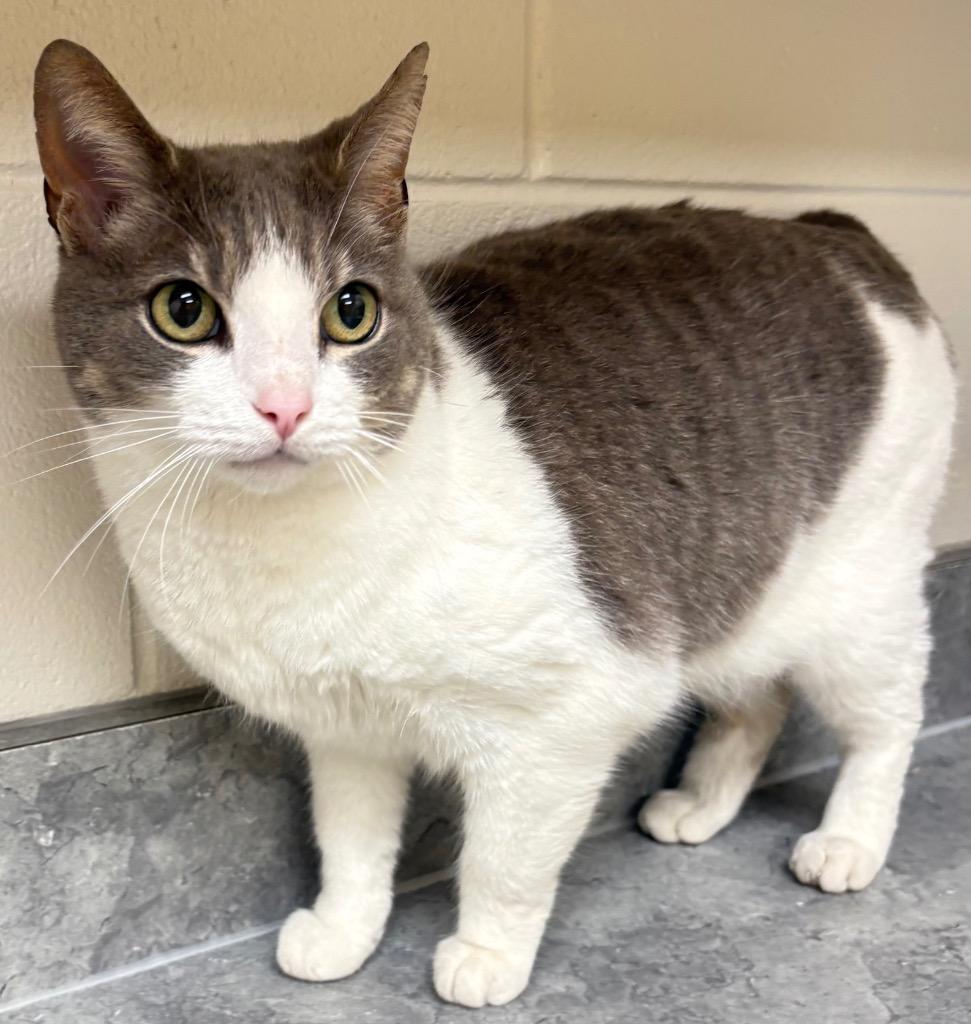 Enlarge Catalina, a Adoptable mixed breed in Greeneville, TN image 1/1