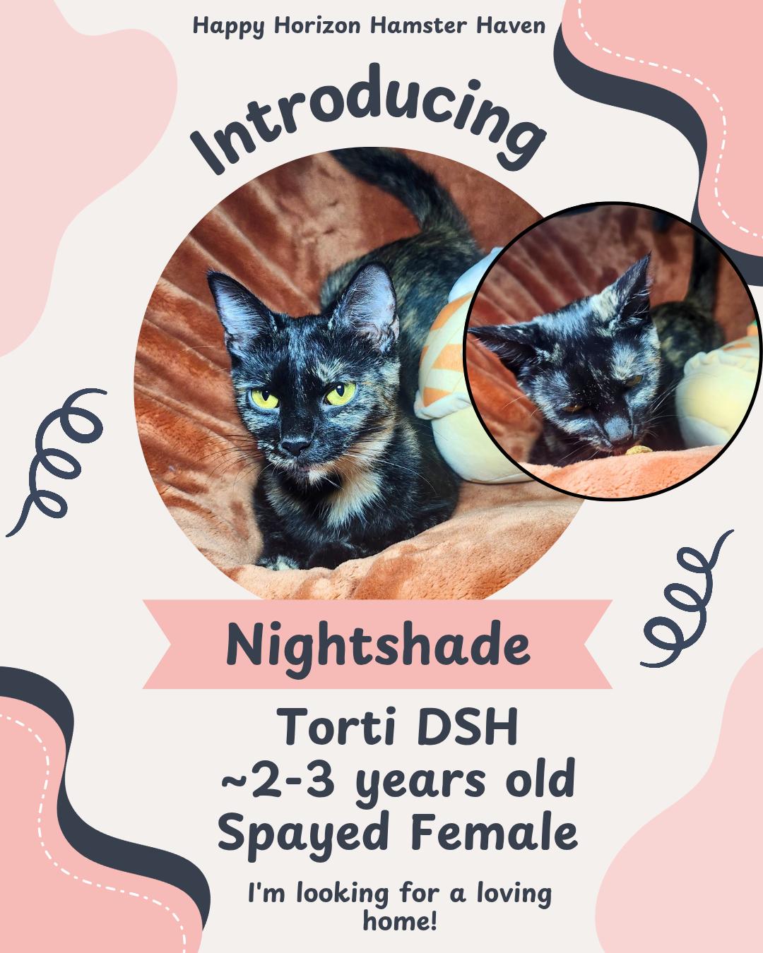 Enlarge Nightshade, a Adoptable Domestic Short Hair image 1/1