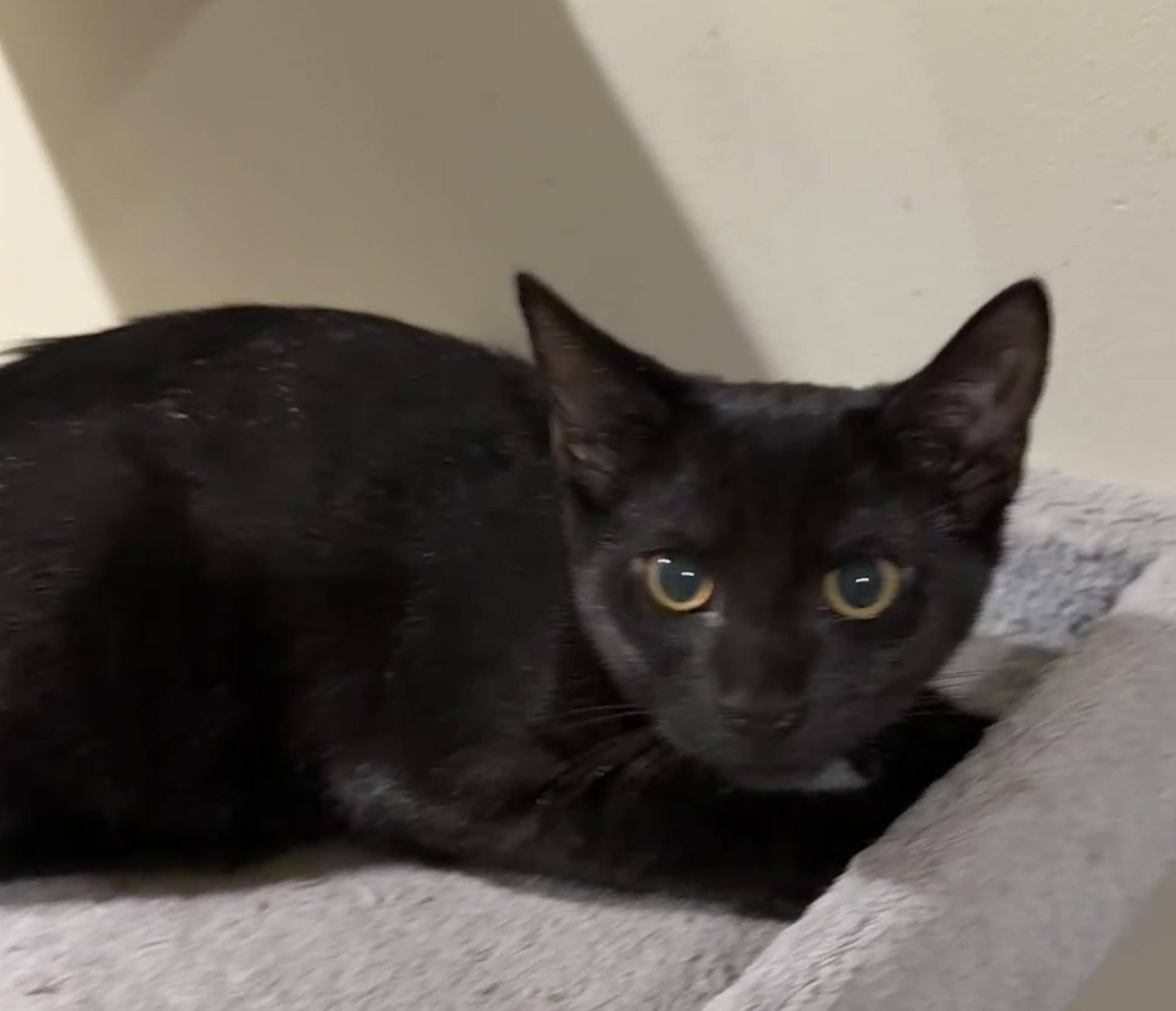 Enlarge Nyx, a Adoptable Domestic Short Hair in East Hanover, NJ image 2/2