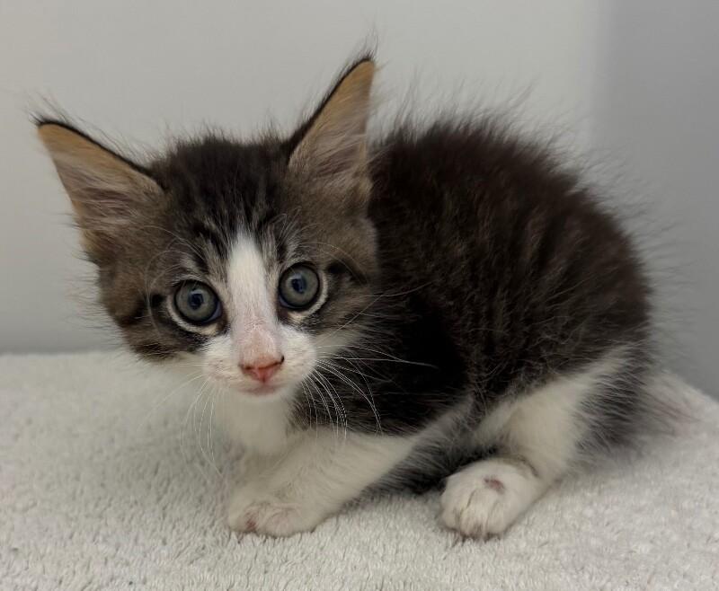Tomato, Adoptable, Young Female Domestic Medium Hair.