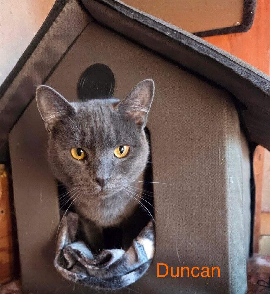 Duncan, ADOPTABLE, Adult Male Domestic Short Hair.