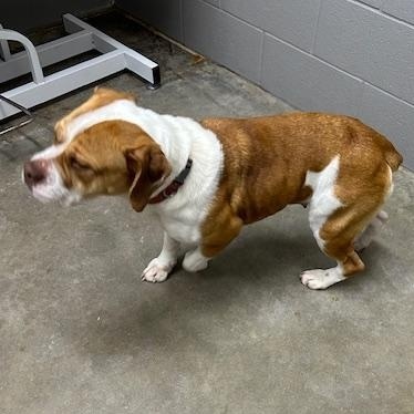 Enlarge Sawyer, a ADOPTABLE English Bulldog in Bryan, OH image 3/4