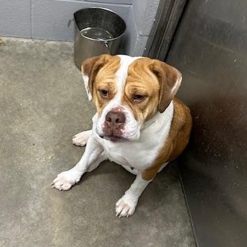 Sawyer, ADOPTABLE, Adult Female English Bulldog.