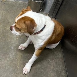 Enlarge Sawyer, a ADOPTABLE English Bulldog in Bryan, OH image 4/4