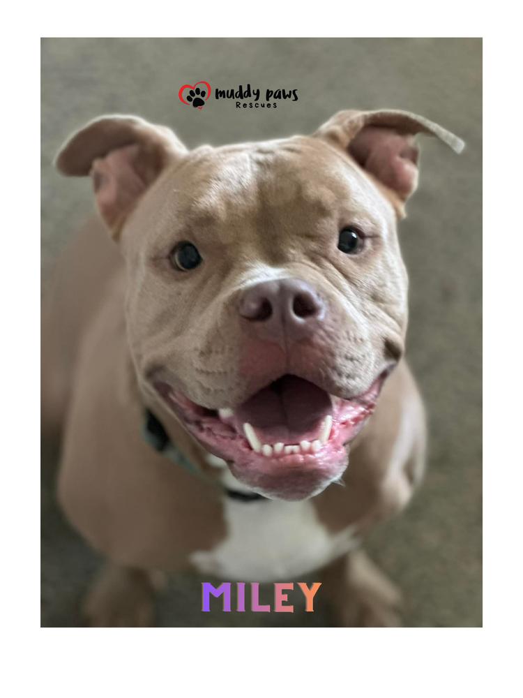 Miley — thumbnail 2