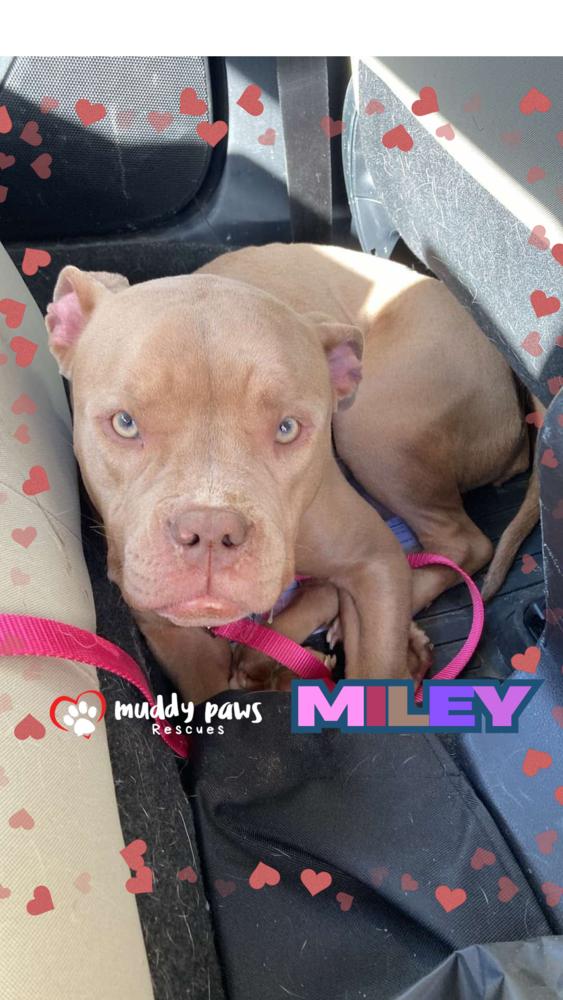 Miley — thumbnail 3