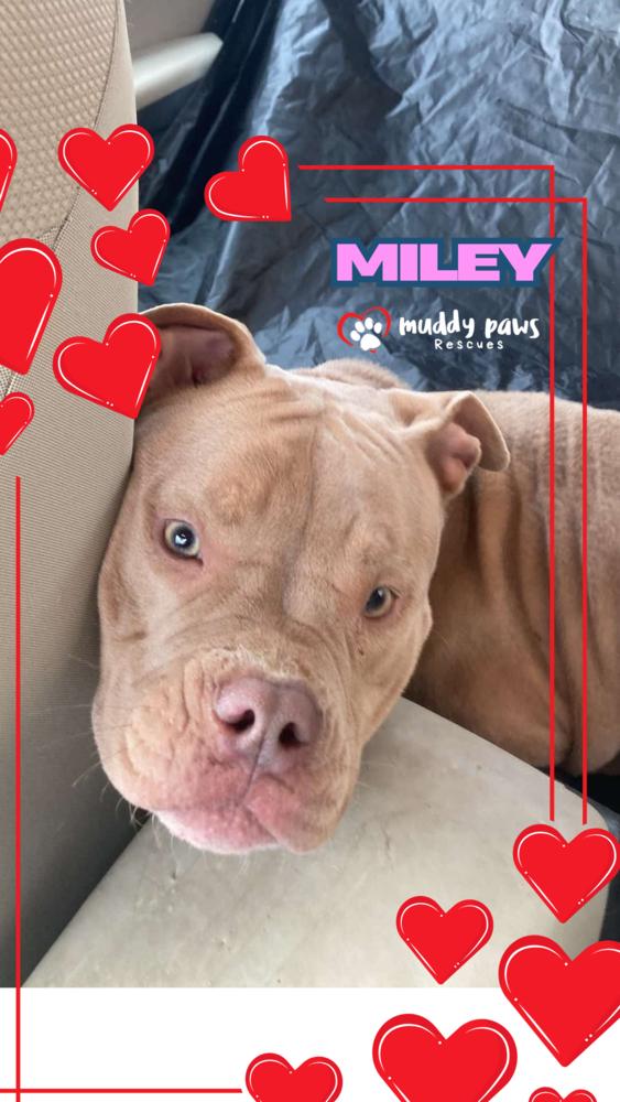 Miley — thumbnail 5