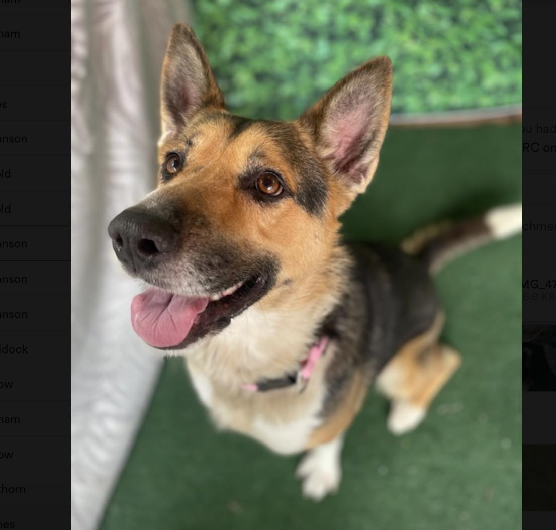 Dog for adoption Trixi, a German Shepherd Dog in Hooksett, NH Petfinder