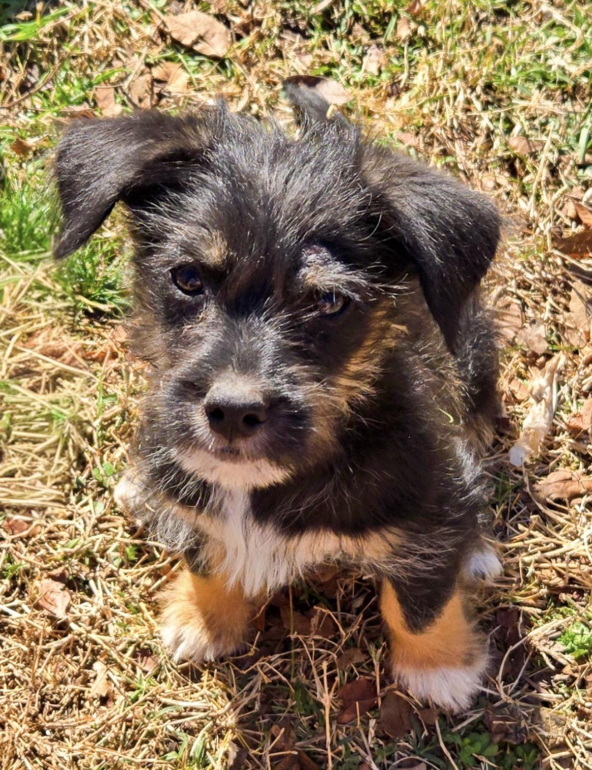 Enlarge Spellman, a Adoptable mixed breed in Houston, TX image 1/2