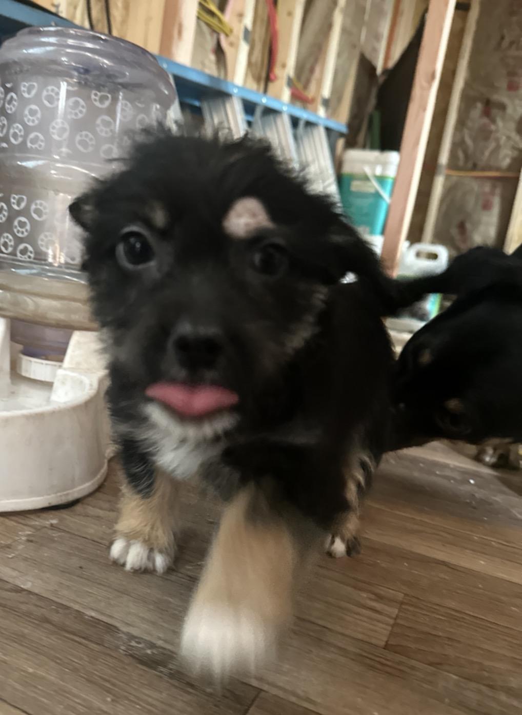 Enlarge Spellman, a Adoptable mixed breed in Houston, TX image 2/2