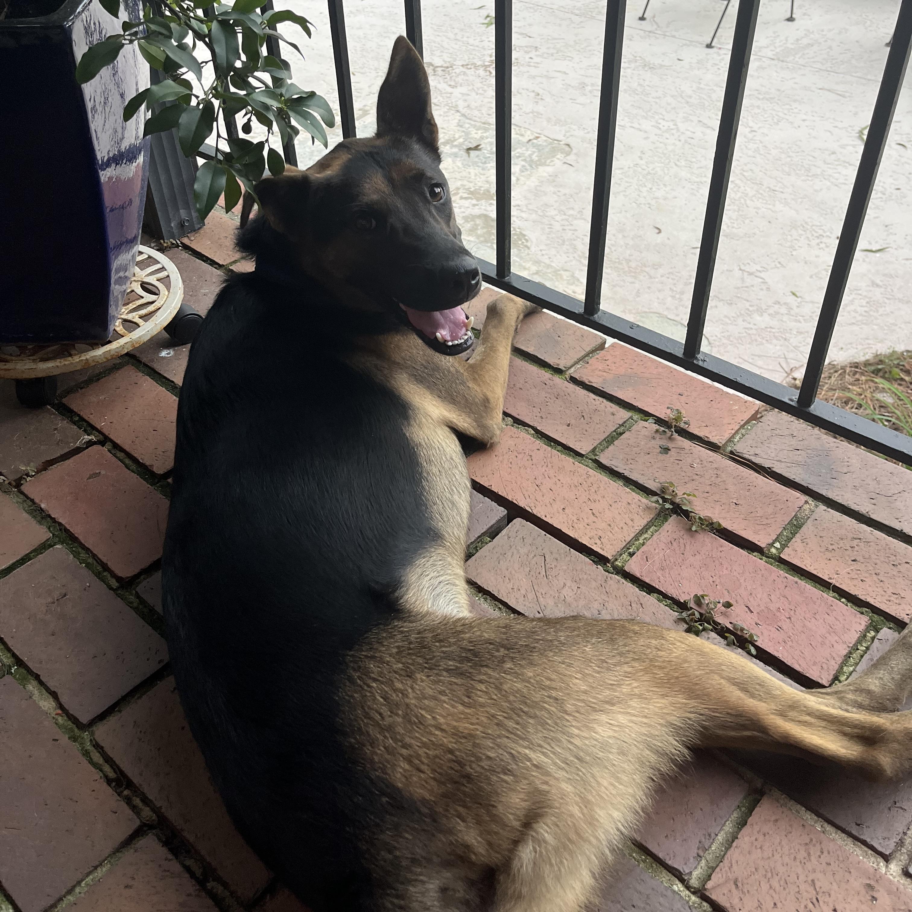 Zeus, a Adoptable mixed breed in Toronto, ON image 1/4