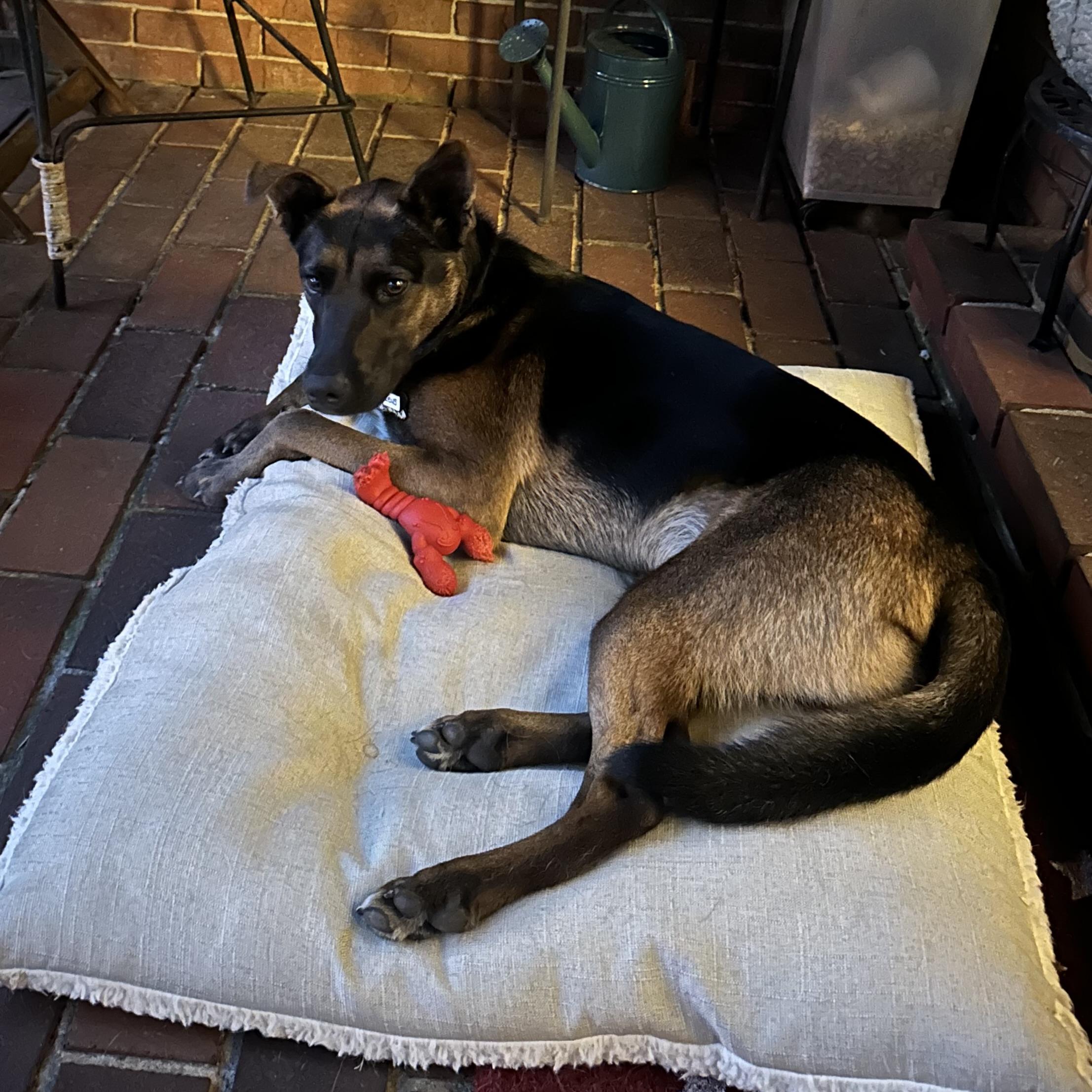 Zeus, a Adoptable mixed breed in Toronto, ON image 2/4