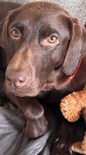 Noelle #10, ADOPTABLE, Young Female Chocolate Labrador Retriever.