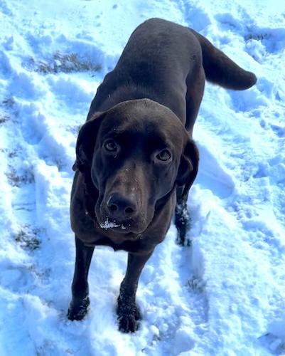 Enlarge Noelle #10, a ADOPTABLE Chocolate Labrador Retriever in Killingworth, CT image 3/5