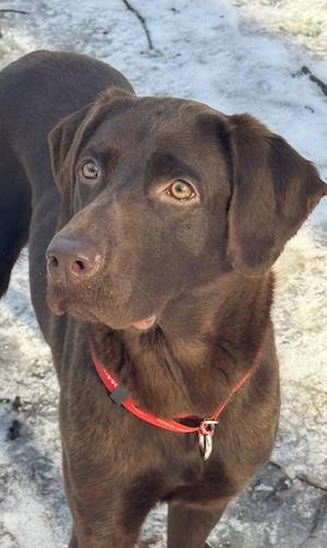 Noelle #10, an adopted Chocolate Labrador Retriever in Killingworth, CT image 2/5