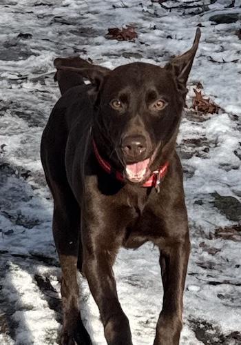 Noelle #10, an adopted Chocolate Labrador Retriever in Killingworth, CT image 3/5