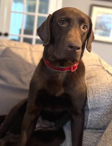 Enlarge Noelle #10, a ADOPTABLE Chocolate Labrador Retriever in Killingworth, CT image 1/5
