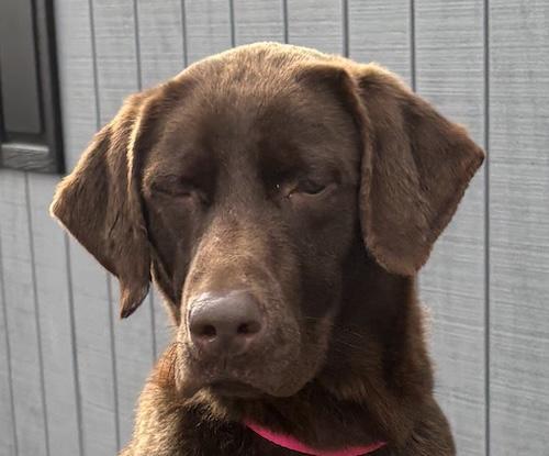 Noelle #10, an adopted Chocolate Labrador Retriever in Killingworth, CT image 4/5