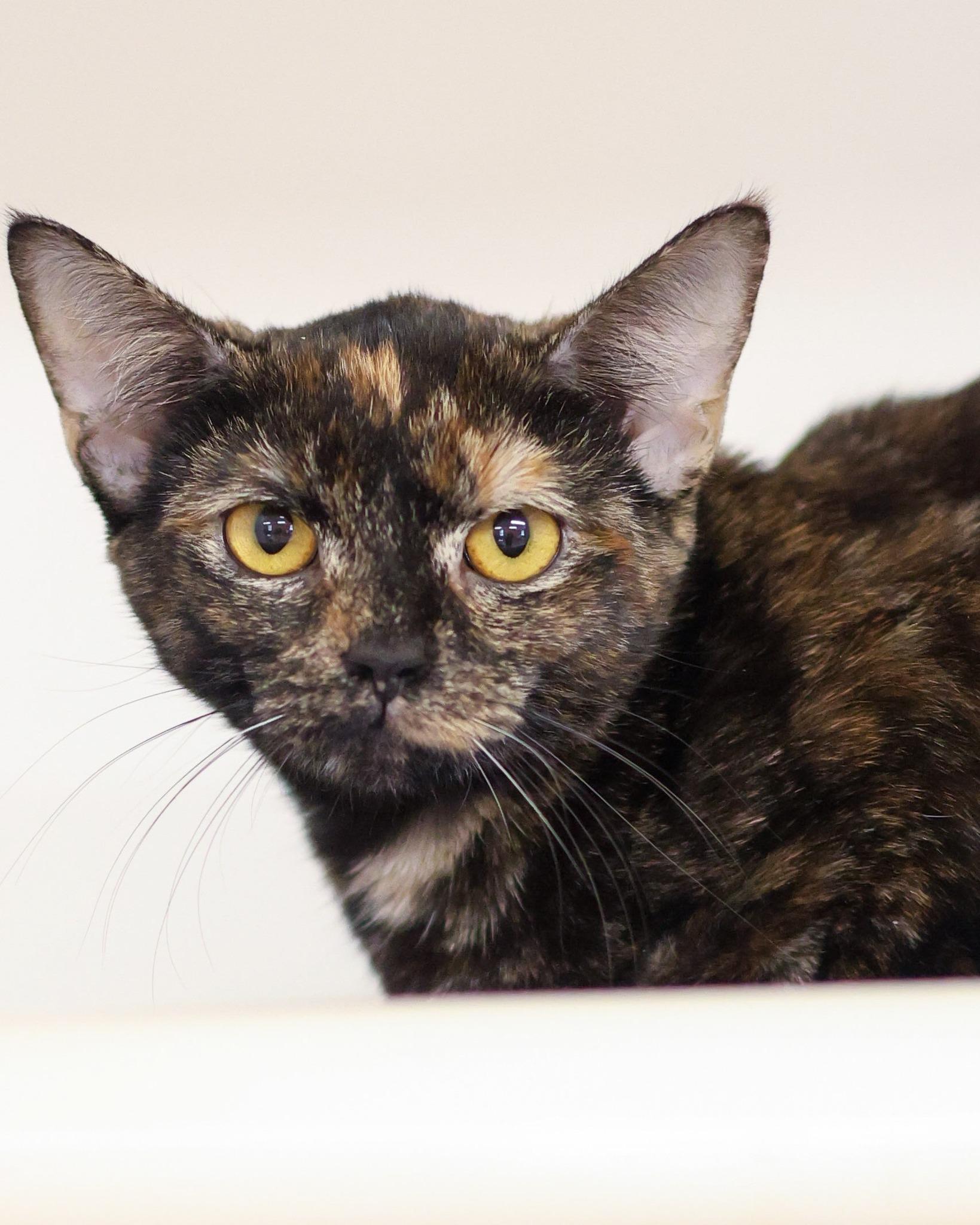 Enlarge TIGRIS (0601), an adopted mixed breed in Bridgeport, CT image 1/1
