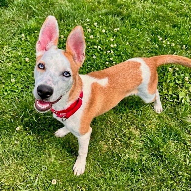 Radar, Adoptable, Puppy Male Mixed Breed.