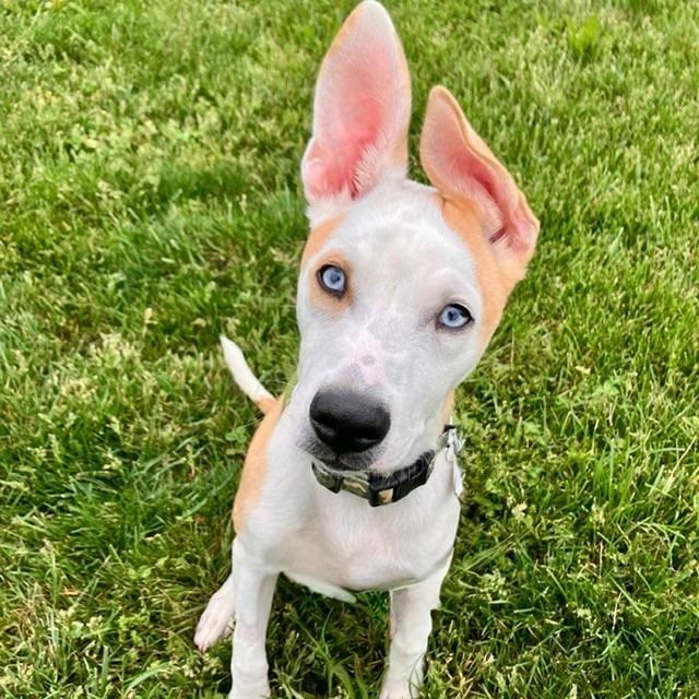 Enlarge Radar, a Adoptable Mixed Breed in Marshall, VA image 2/4
