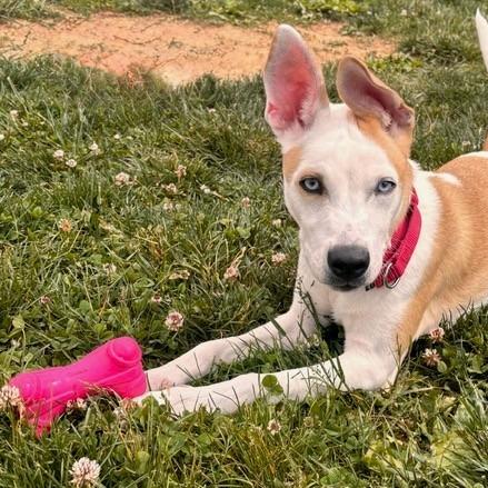 Enlarge Radar, a Adoptable Mixed Breed in Marshall, VA image 3/4
